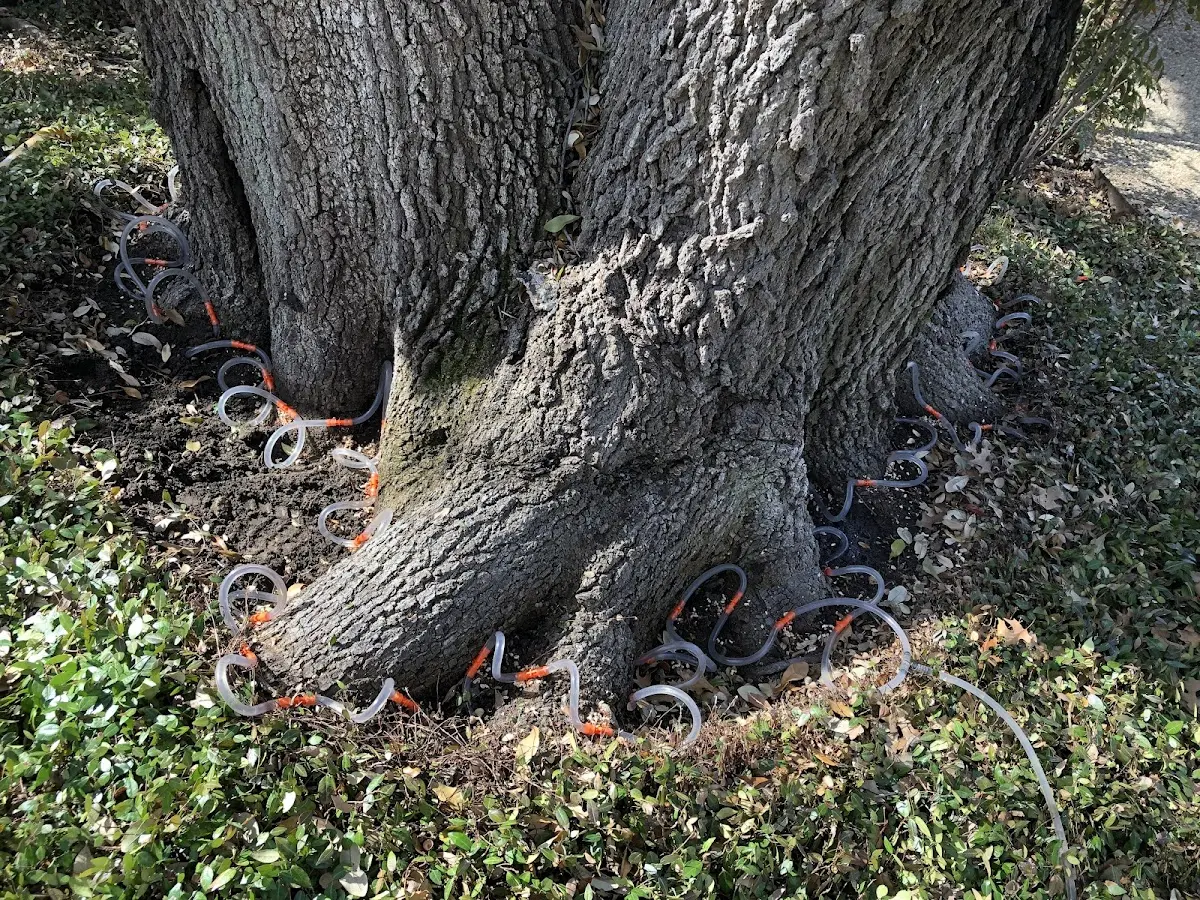 Detailed Tree Cabling and Bracing job site in Germansville