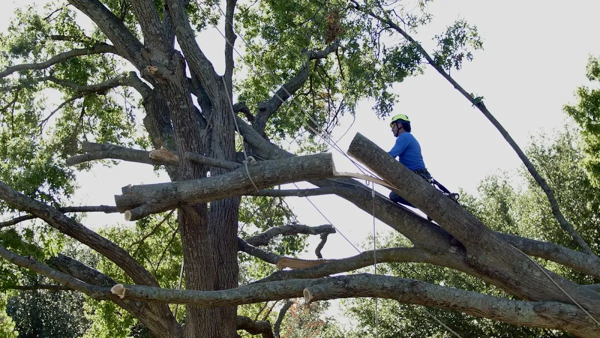 Professional Crown Thinning performed by certified arborists in Germansville
