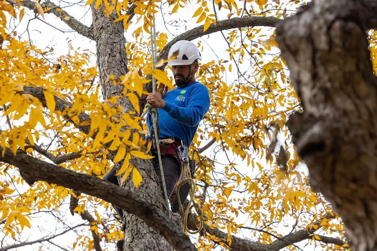 Skilled Tree Planing crew working in Germansville